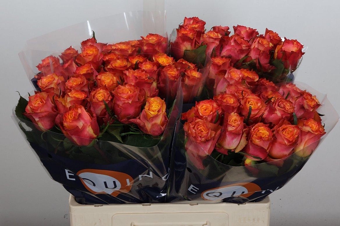 <h4>R Gr Wildfox</h4>