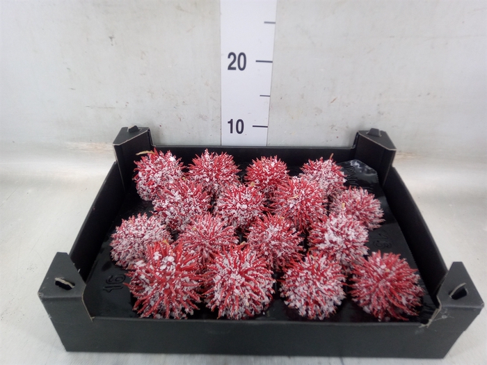 <h4>Decoratieve materialen   ...H%</h4>