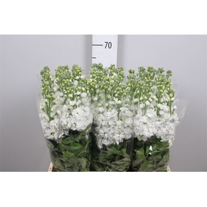 Matth Centum White