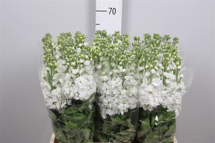 <h4>Matth Centum White</h4>