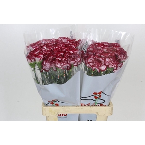 Dianthus St Bacarat