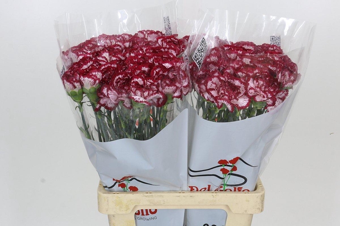 <h4>Dianthus St Bacarat</h4>