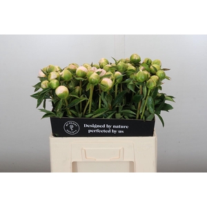 Paeonia Princess Bride
