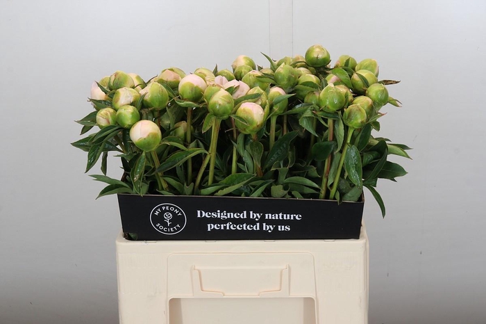 <h4>Paeonia Princess Bride</h4>