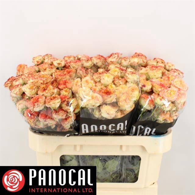 <h4>R TR SHOW FLOW</h4>