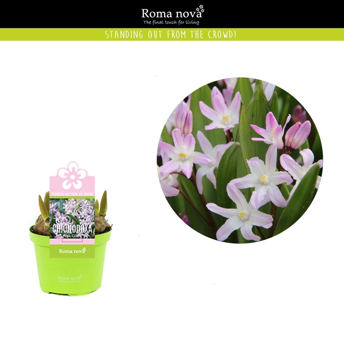 <h4>Chionodoxa Pink Giant 9cm</h4>