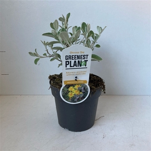 Brachyglottis 'Sunshine'