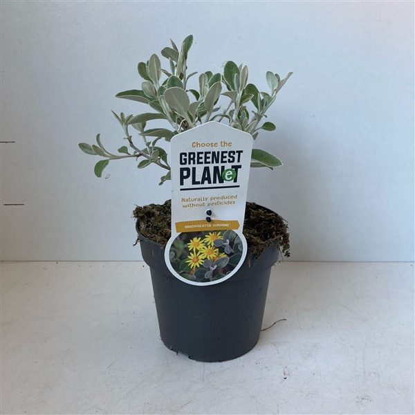 <h4>Brachyglottis 'Sunshine'</h4>