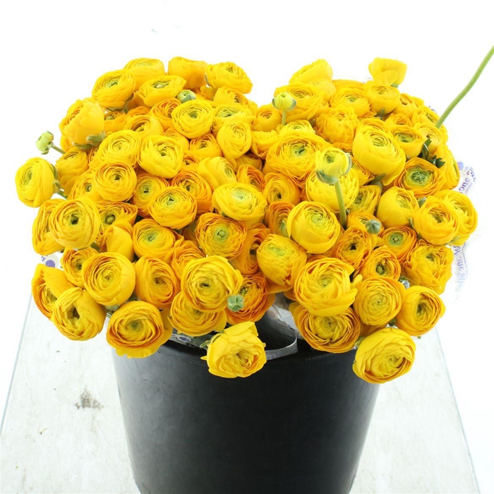 <h4>Ran El Sr Yellow Stripe Prima</h4>