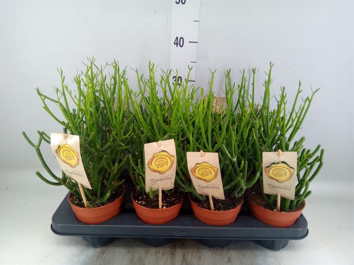 <h4>Euphorbia tirucalli</h4>