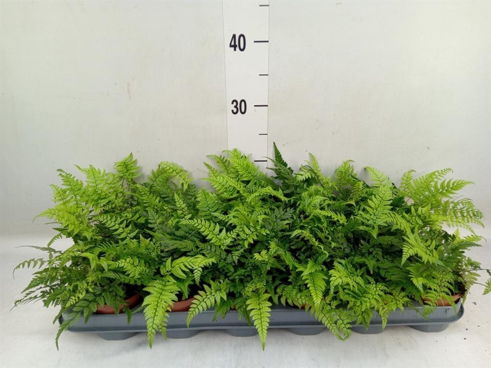 <h4>Athyrium   ...</h4>