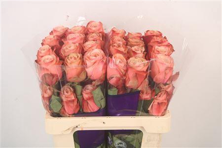 <h4>R Gr Ec Kahala</h4>