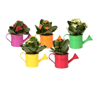 Kp-508.1 - Kalanchoe Rosalina 7cm I