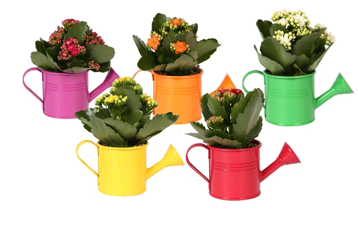<h4>KP-508.1 - Kalanchoe Rosalina 7cm in gieter</h4>
