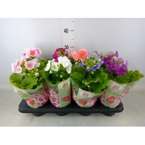 Primula obcon. 'SwKiss Amore'  .mix