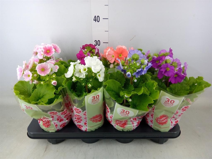 <h4>Primula obcon. 'SwKiss Amore'  .mix</h4>