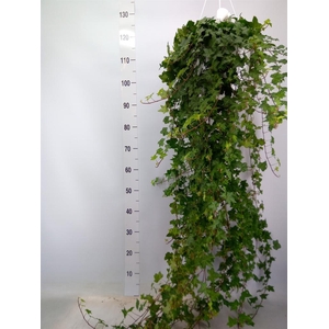 Hedera helix 'Pittsburgh'