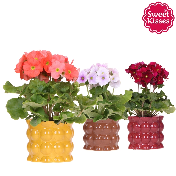 <h4>Primula Obconica Sweet Kisses mix in Cotton pot yellow mix</h4>