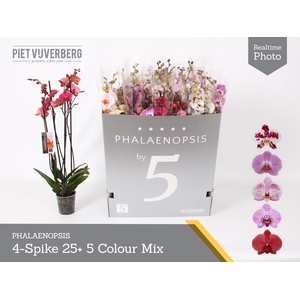 PHAL GEM 5 KL