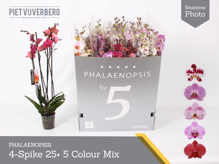 <h4>PHAL GEM 5 KL</h4>