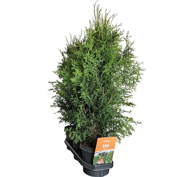 <h4>Hedgeline Thuja occidentalis (King of) Brabant C3</h4>
