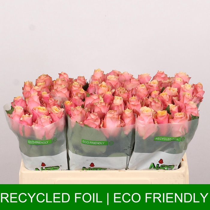 <h4>R GR GRAN DONNA</h4>