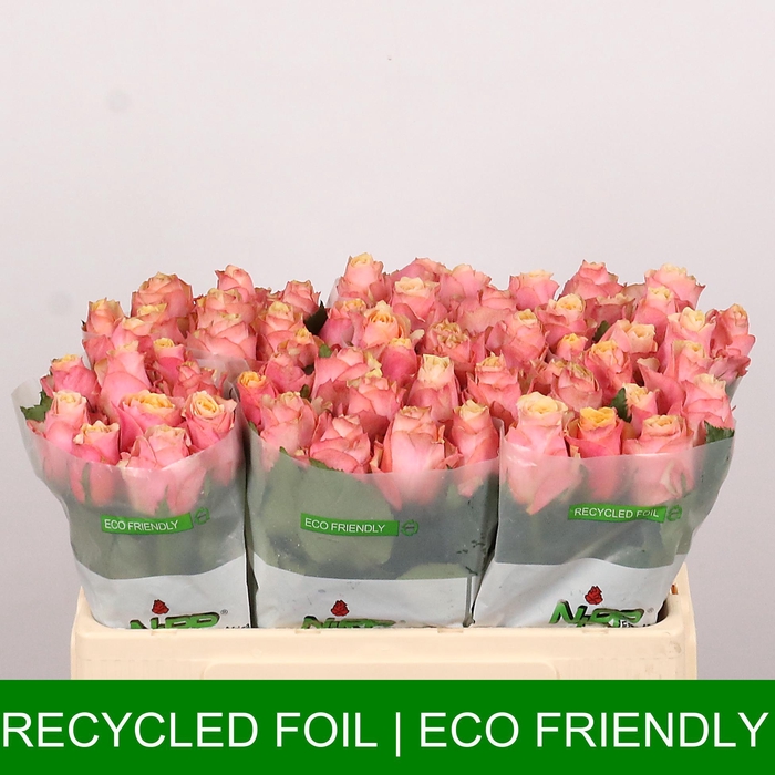 <h4>R GR GRAN DONNA</h4>