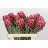 Protea Venus