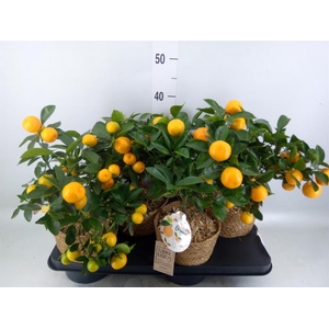 Arr. Tuinplanten H%