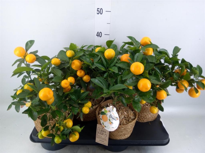 <h4>Arr. Tuinplanten H%</h4>