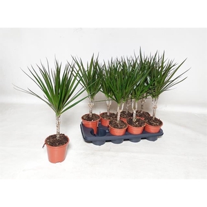 Dracaena Marginata 14Ø 55cm 1pp