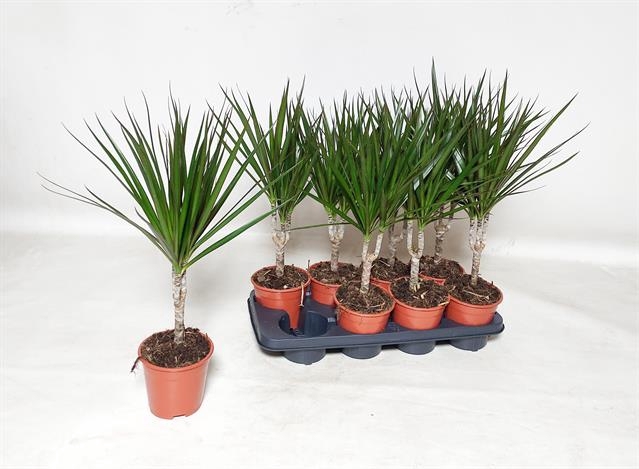 Dracaena Marginata 14Ø 55cm 1pp