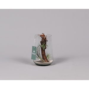 Green Bottle Deline large met air tillandsia