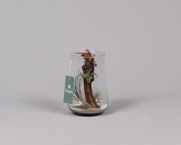 <h4>Green Bottle Deline large met air tillandsia</h4>