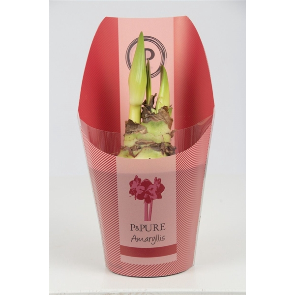 <h4>Hippeastrum red in P&PURE Collection sleeve</h4>