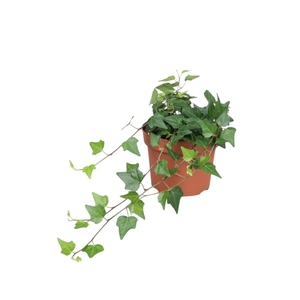 Hedera helix Lady Kay