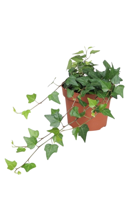 <h4>Hedera helix Lady Kay</h4>