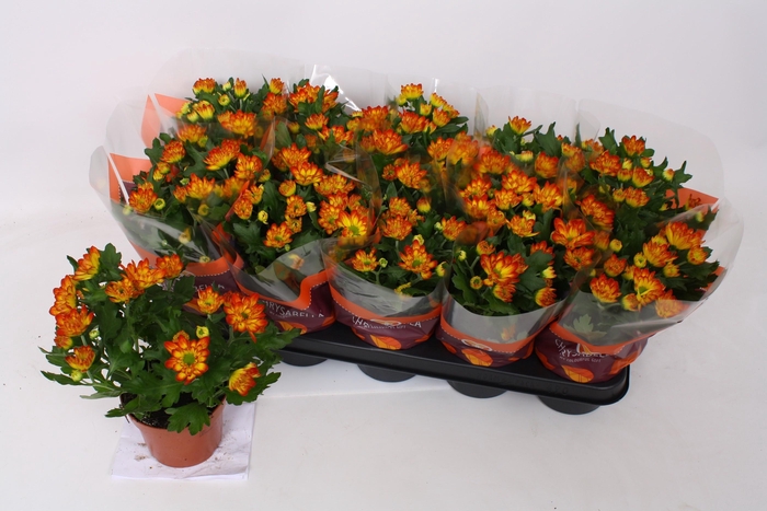 <h4>CHRYS LYSANDRA</h4>