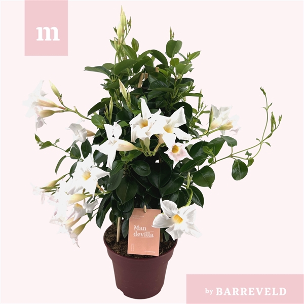 <h4>Mandevilla 'Zomerville' piramide wit</h4>