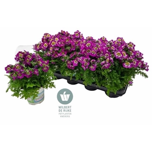 SCHIZ ATLANTIS PURPLE WHITE P12