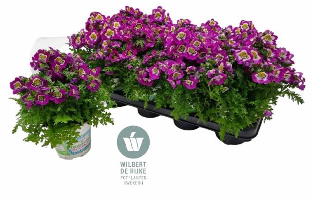 <h4>SCHIZ ATLANTIS PURPLE WHITE P12</h4>