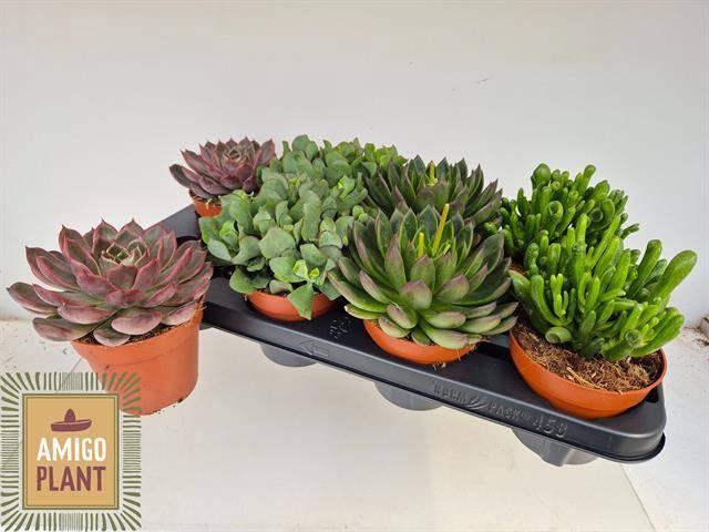 <h4>SUCC GEM 4 SRT</h4>