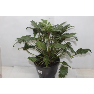 PHILODENDRON XANADU P23