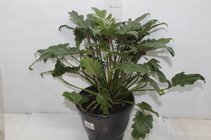 PHILODENDRON XANADU P23
