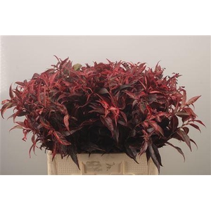 Leucothoe Klbh Red