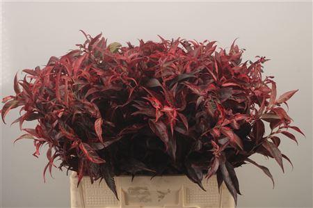 <h4>Leucothoe Klbh Red</h4>