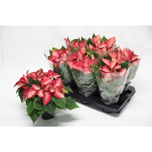 Poinsettia Premium Ice Crystal