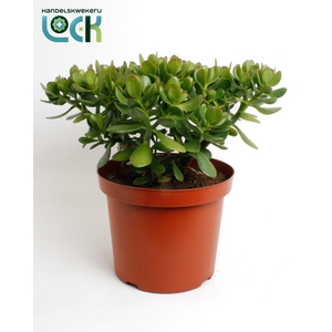 Crassula Argentea Ovata