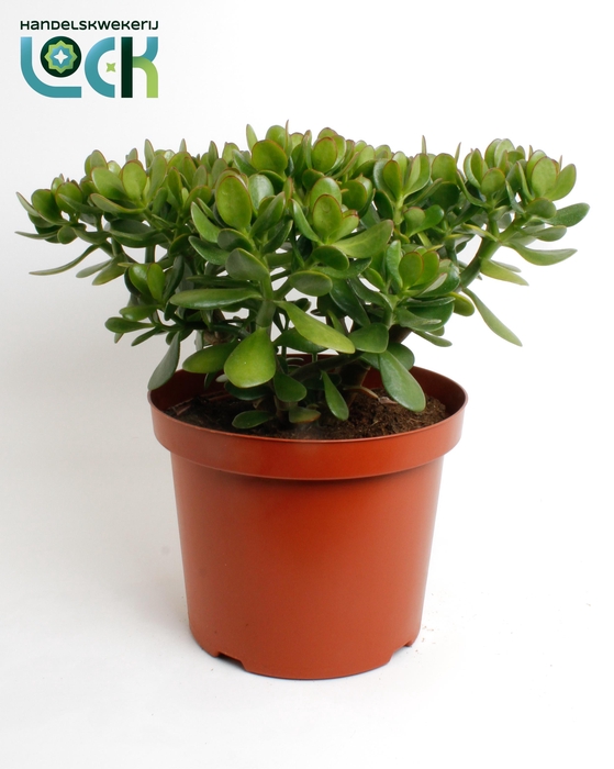 <h4>Crassula Argentea Ovata</h4>