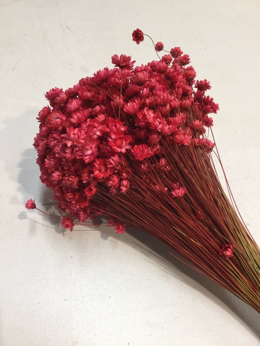 DRIED FLOWERS - GLIXIA RED 100GR